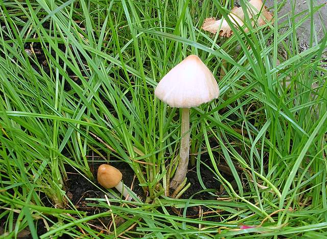 Conocybe hornana     Singer & Hausknecht